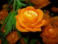   (Trollius asiaticus L.)