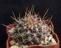 Thelocactus tulensis