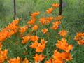 DSC00127.JPG