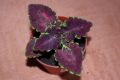 Coleus1