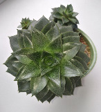 Echeveria purpusorum