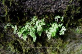  " " (Adiantum capillus-veneris)