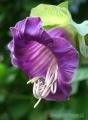             (Cobea scandens) 