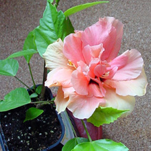 Гибискус 'Double Peach'