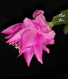 Schlumbergera Pink Rose
