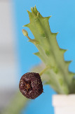 Stapelia engleriana hybrid