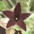 Stapelia olivacea