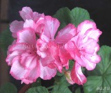 zonalnaya-pelargoniya-camisole-1-10473231.jpg