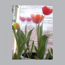 Тюльпаны встречают весну