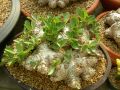 Pachypodium brevicaule.jpg