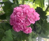 IMG_5015.JPG