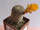 Sulcorebutia