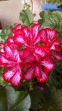 IMG-20190626-WA0017.jpeg