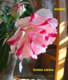 Golden_Jubille01