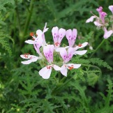 geranium-odorant-pelargonium-candy-dancer