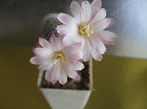 Rebutia