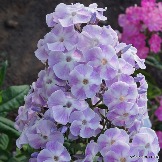 Phlox-Violetta-Gloriosa