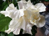 White Kalakua (Elephant Ear) 