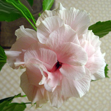 Гибискус 'Classic Pink'