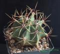 Ferocactus sp 2