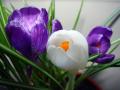 Crocus Mixed 1