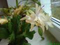 DSC04184.JPG