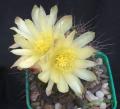 Copiapoa humilis