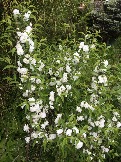 IMG_5320.JPG