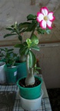 Adenium_Noble Concubine_11.2012_05.jpg