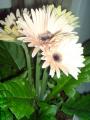 DSC04178.JPG