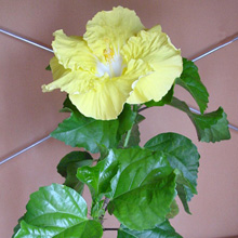 Гибискус 'Kinchens Yellow'