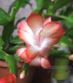 Peach_red_11_2010_08