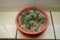 Pachyphytum  (2)