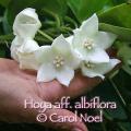 aff. albiflora