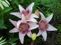 Asiatic Lily
 .
 Bischoff Tulleken Lelies B.V., 2001
-   - .
 90-120 . 
  20 ,  , .   
 :  