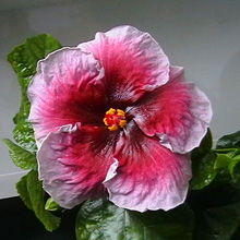  'Eva Paoloni'