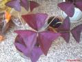 DSC00416.JPG