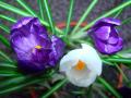 Crocus Mixed 2