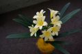 Clivia