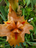 Iris Furioso (2)
