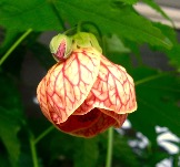 IMG_7711.JPG