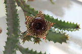 Huernia zebrina