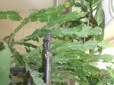 DSC05614.JPG