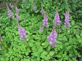 IMG_3986.JPG