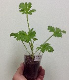 IMG_9560.JPG
