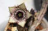 Orbea paradoxa