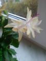 DSC04181.JPG