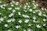 Anemone_nemorosa_2_JMETTE_2013.jpg