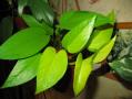   "Golden Pothos"