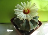 Astrophytum nudum